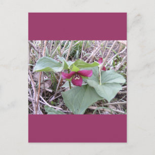 Rode Trilliums Briefkaart
