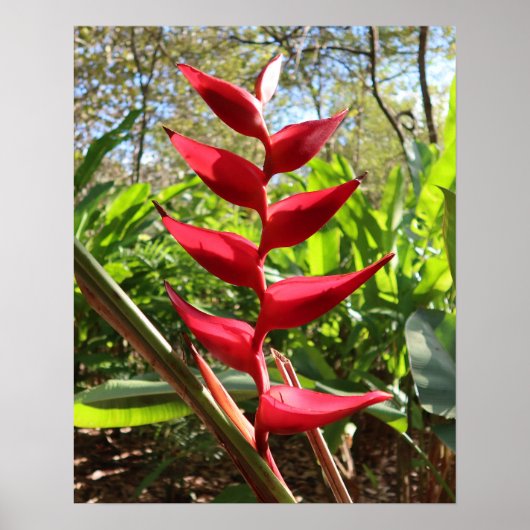 Rode Tropische Bloem - Heliconia Poster (Voorkant)