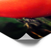 Rode Tuintomaten op wijnspiegel Abstract Poster (Hoek)