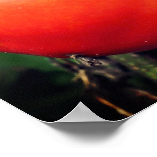 Rode Tuintomaten op wijnspiegel Abstract Poster (Hoek)