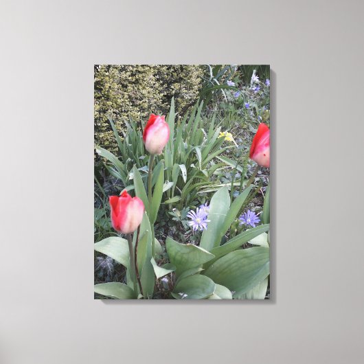 Rode tuintulpen canvas afdruk (Voorkant)