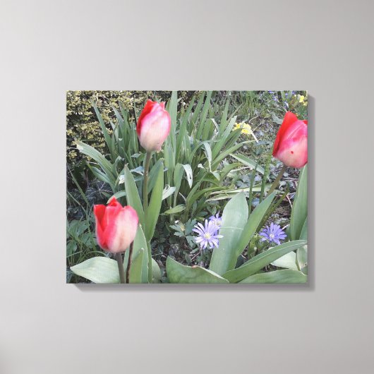 Rode tuintulpen canvas afdruk (Voorkant)