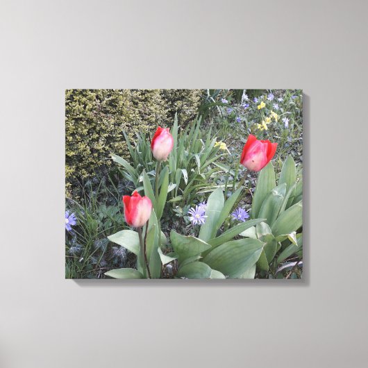 Rode tuintulpen canvas afdruk (Voorkant)