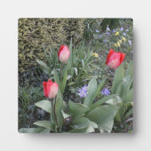 Rode tuintulpen fotoplaat (Voorkant)
