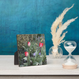 Rode tuintulpen fotoplaat