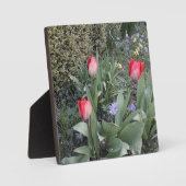 Rode tuintulpen fotoplaat (Voorkant)