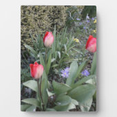 Rode tuintulpen fotoplaat (voorkant)