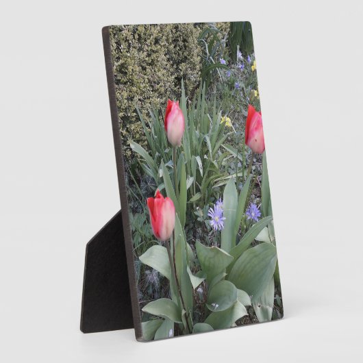 Rode tuintulpen fotoplaat (Zijkant)