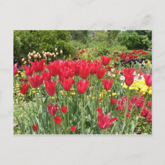 RODE TULIPS BRIEFKAART