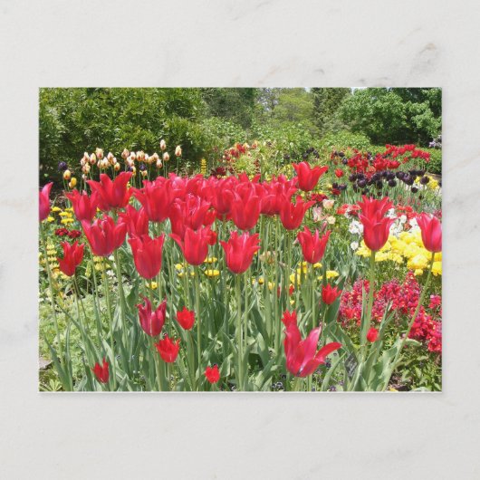 RODE TULIPS BRIEFKAART (Voorkant)