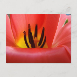 Rode Tulp Bloem ansichtkaarten Tuin Briefkaart
