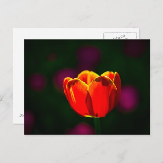 Rode tulp bloem briefkaart (Voorkant / Achterkant)