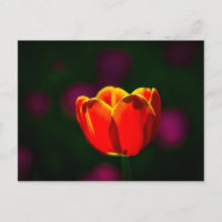 Rode tulp bloem