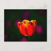 Rode tulp bloem briefkaart (Voorkant)