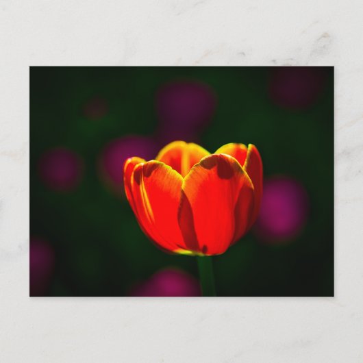 Rode tulp bloem briefkaart (Voorkant)