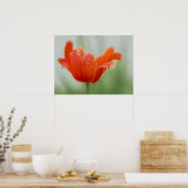 Rode Tulp Bloem Close-up Bloemblad Natuurfotografi Poster (Keuken)