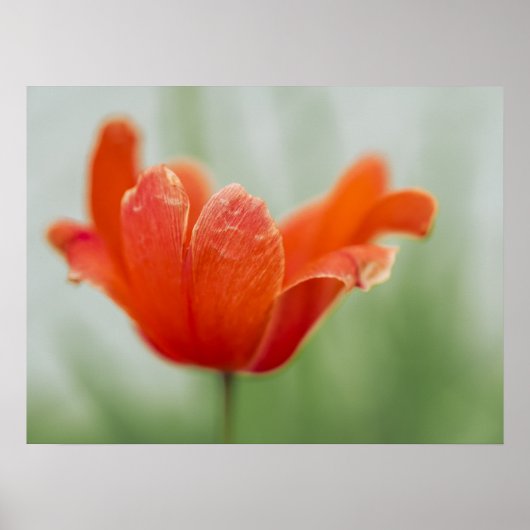 Rode Tulp Bloem Close-up Bloemblad Natuurfotografi Poster (Voorkant)