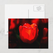 Rode Tulp Bloem - Vuur Briefkaart (Voorkant / Achterkant)