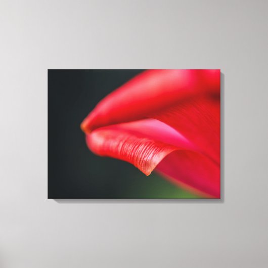Rode Tulp Bloemblad Close-up Macro Foto Canvas Afdruk (Voorkant)