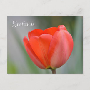 Rode Tulp Bloemen Dankbaarheid Briefkaart