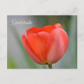 Rode Tulp Bloemen Dankbaarheid Briefkaart (Voorkant)