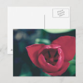 rode  tulp briefkaart (Voorkant / Achterkant)