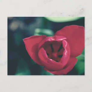 rode  tulp briefkaart