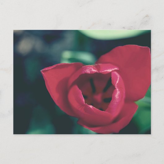 rode  tulp briefkaart (Voorkant)