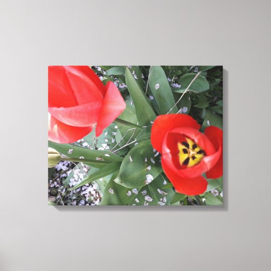 Rode tulp canvas afdruk (Voorkant)