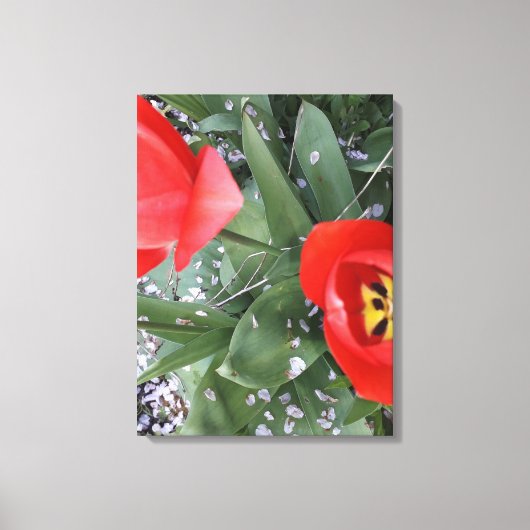 Rode tulp canvas afdruk (Voorkant)