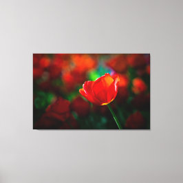 Rode tulp canvas afdruk