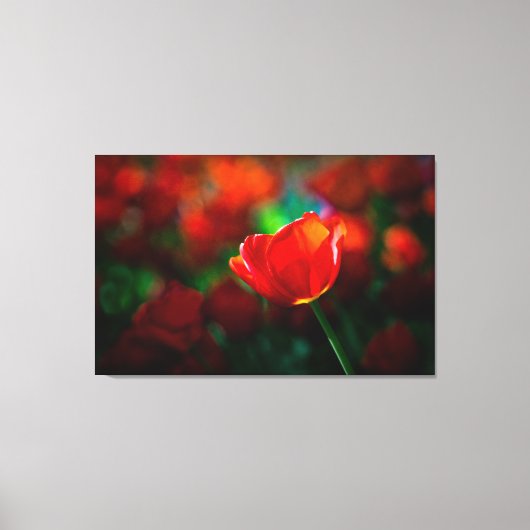 Rode tulp canvas afdruk (Voorkant)