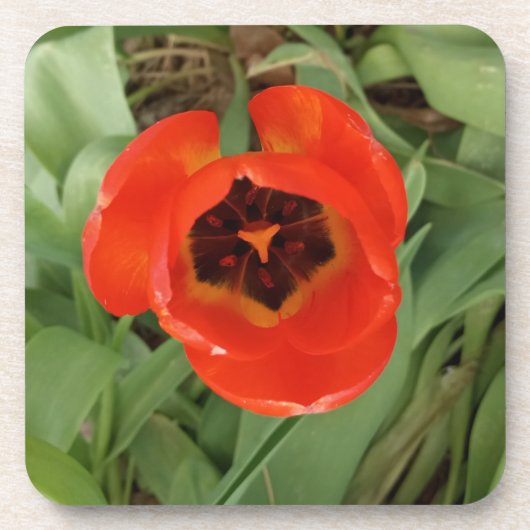 Rode Tulp Coster Bier Onderzetter (Voorkant)