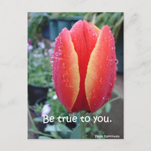 Rode Tulp en Regendruppels bloemig Wees Eerlijk Te Briefkaart (Voorkant)