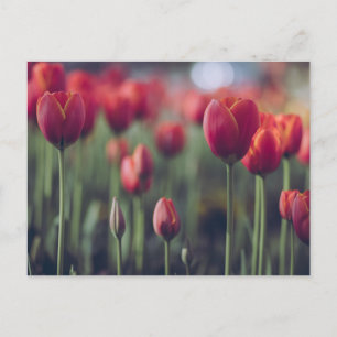 Rode Tulp en Roos Bloemige Bloemen Fotografie Briefkaart