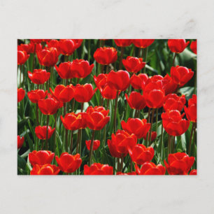 Rode Tulp en Roos Bloemige Bloemen Fotografie Feestdagenkaart