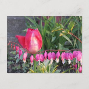Rode Tulp en roze bloederende hartbloemen Briefkaart