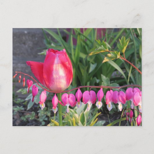 Rode Tulp en roze bloederende hartbloemen Briefkaart (Voorkant)