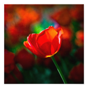 Rode tulp foto afdruk