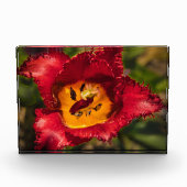 Rode tulp fotoblokken (Voorkant)