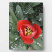 Rode tulp fotoplaat (voorkant)