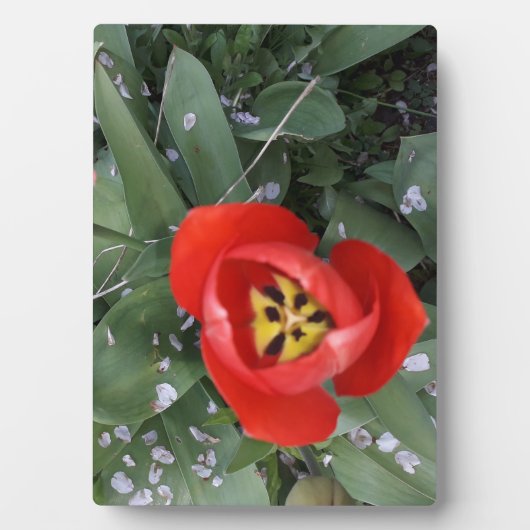 Rode tulp fotoplaat (voorkant)