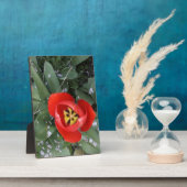 Rode tulp fotoplaat (Zijkant)