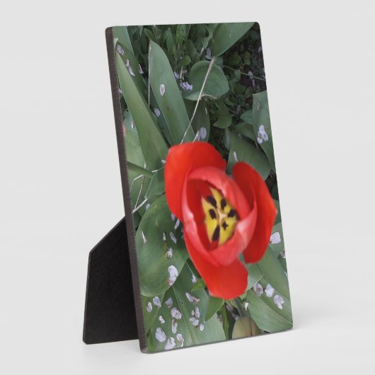 Rode tulp fotoplaat (Zijkant)