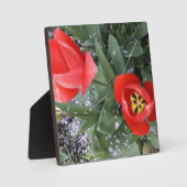 Rode tulp fotoplaat (Voorkant)