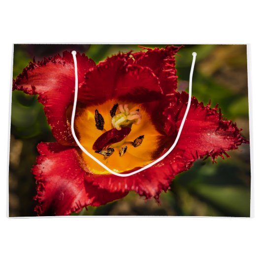 Rode tulp groot cadeauzakje (Voorkant)