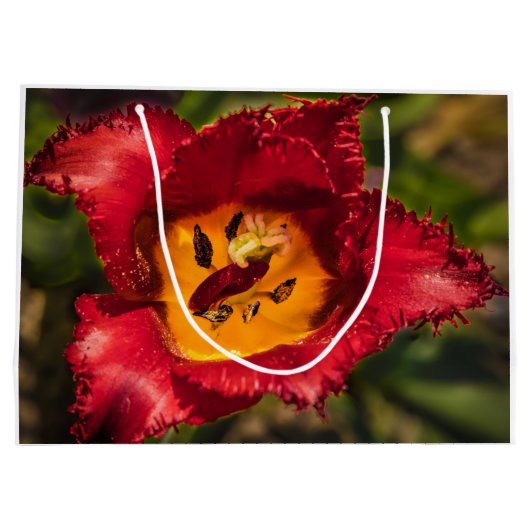 Rode tulp groot cadeauzakje (Achterkant)