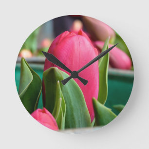 Rode tulp in de lentekker ronde klok