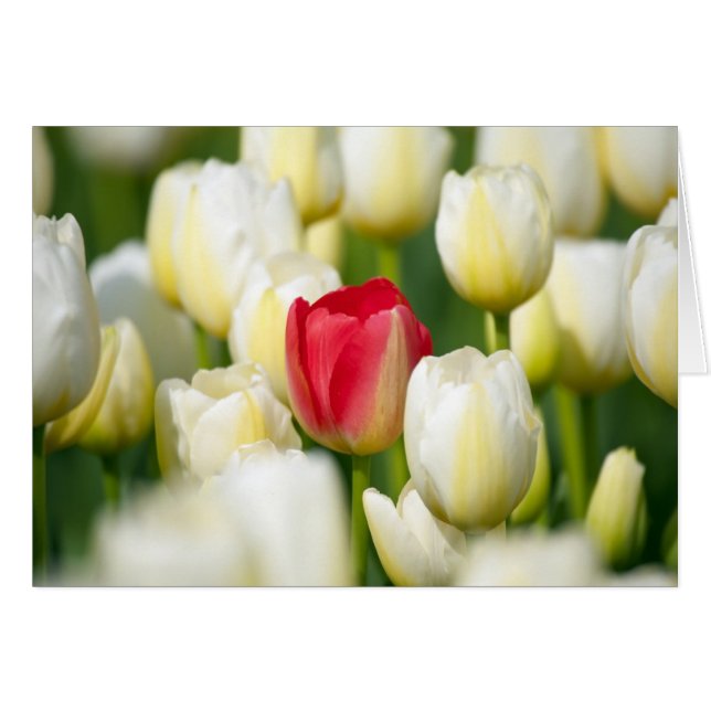 Rode tulp in een veld met witte tulpen (Voorkant Horizontaal)