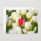 Rode tulp in een veld met witte tulpen briefkaart (Voorkant / Achterkant)
